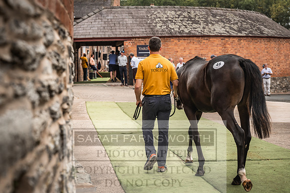 Goffs UK Yorton Sale 2023-384