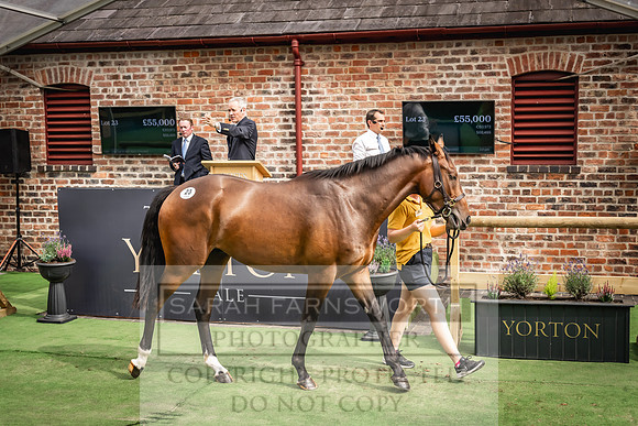 Goffs UK Yorton Sale 2023-344