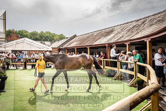 Goffs UK Yorton Sale 2023-319