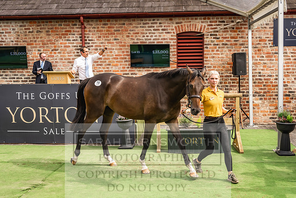 Goffs UK Yorton Sale 2023-293