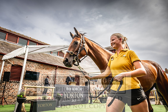 Goffs UK Yorton Sale 2023-357