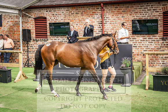 Goffs UK Yorton Sale 2023-343