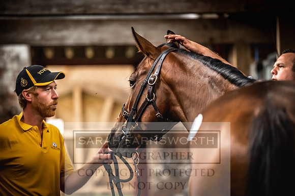Goffs UK Yorton Sale 2023-59