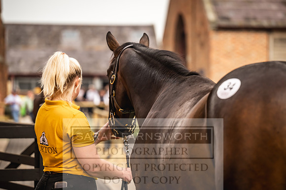 Goffs UK Yorton Sale 2023-61