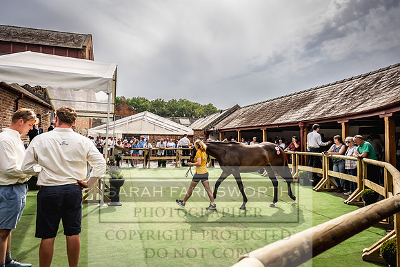 Goffs UK Yorton Sale 2023-315