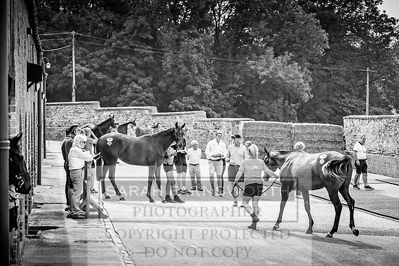 Goffs UK Yorton Sale 2023-182