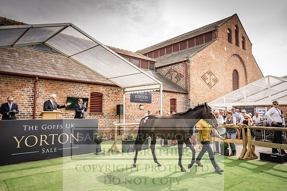 Goffs UK Yorton Sale 2023-214