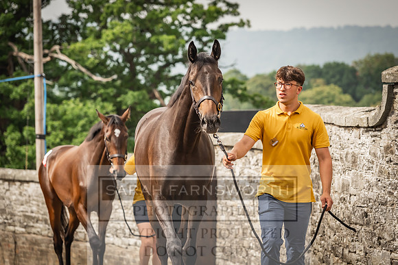Goffs UK Yorton Sale 2023-195