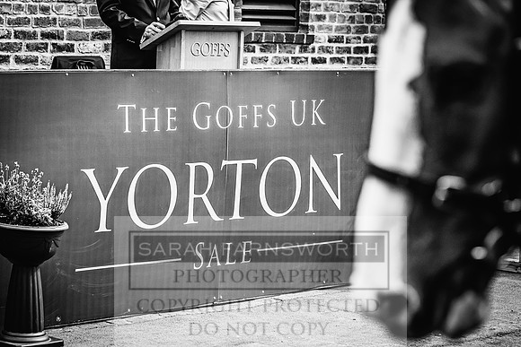 Goffs UK Yorton Sale 2023-359