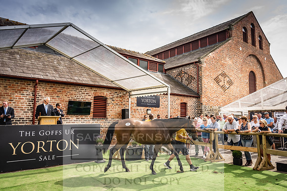 Goffs UK Yorton Sale 2023-251