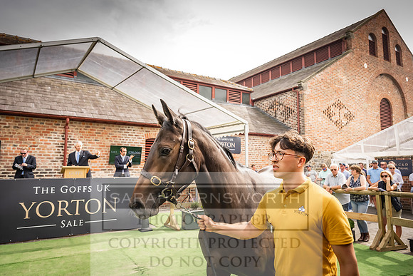 Goffs UK Yorton Sale 2023-211