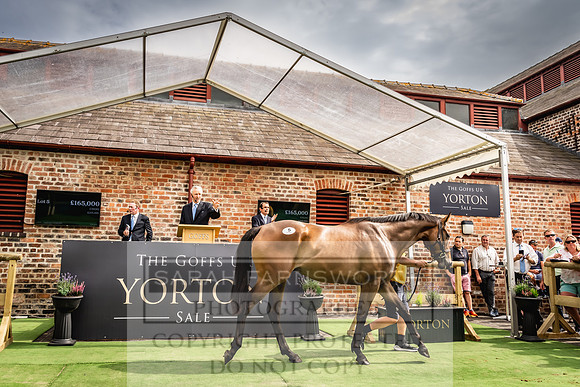 Goffs UK Yorton Sale 2023-268