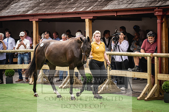 Goffs UK Yorton Sale 2023-334