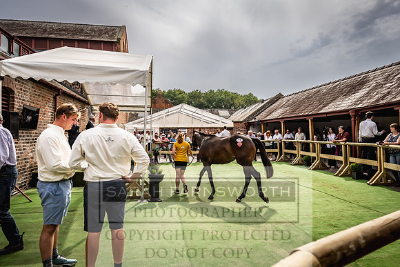 Goffs UK Yorton Sale 2023-317