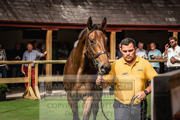 Goffs UK Yorton Sale 2023-258