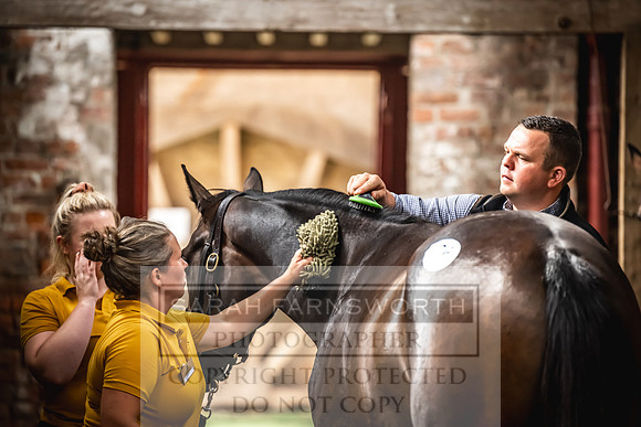 Goffs UK Yorton Sale 2023-52