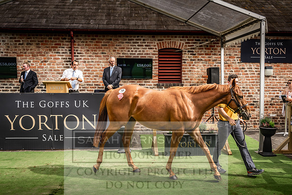 Goffs UK Yorton Sale 2023-304