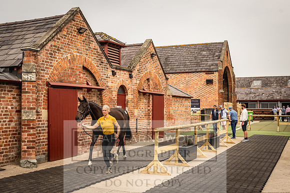 Goffs UK Yorton Sale 2023-121