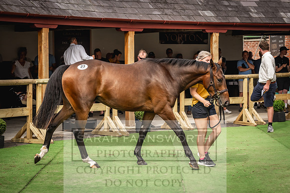 Goffs UK Yorton Sale 2023-341