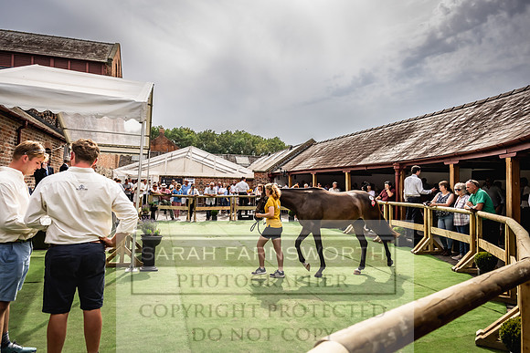 Goffs UK Yorton Sale 2023-314