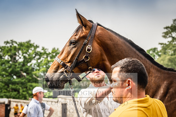Goffs UK Yorton Sale 2023-245