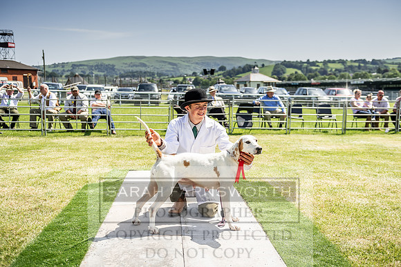 Builth Hound Show 2019-161