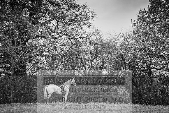 Holderness 031215-262 bw