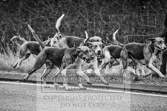 Holderness 031215-286 bw
