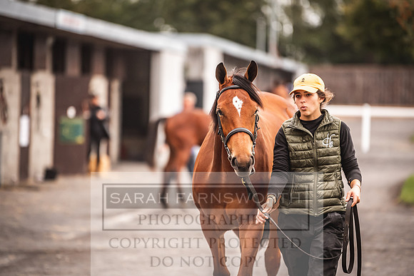 Goffs Orby 2022 Day 1-79