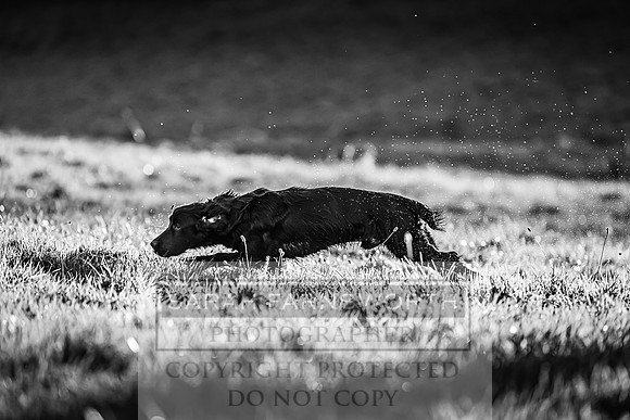 Avonmeadow Stud Dogs-69