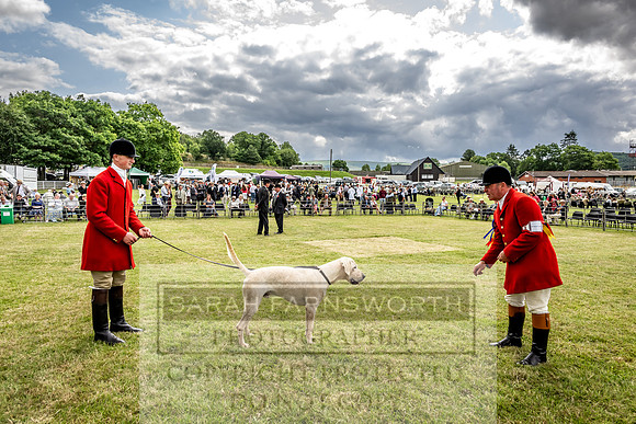 Builth Hound Show 2023-47