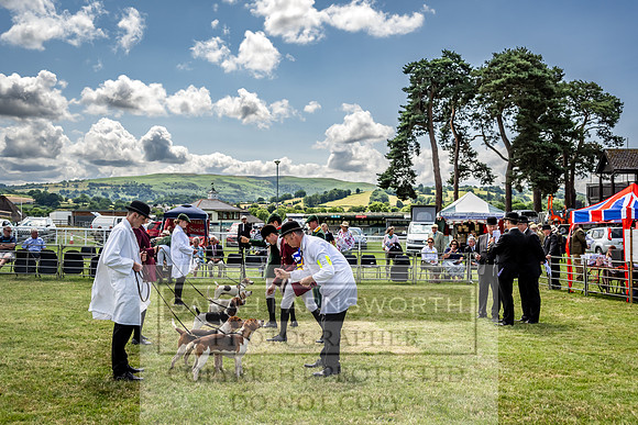 Builth Hound Show 2023-143