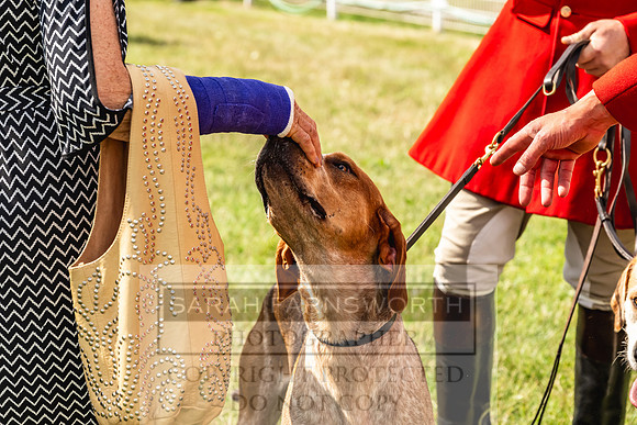 Builth Hound Show 2023-44