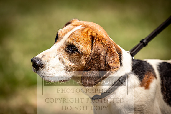 Builth Hound Show 2023-147