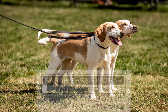 Builth Hound Show 2023-195