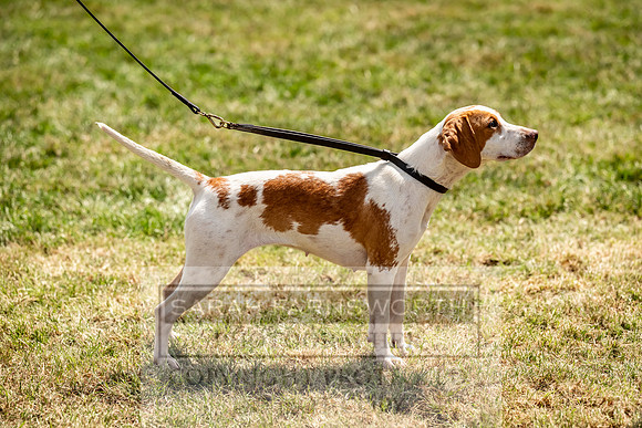 Builth Hound Show 2023-160