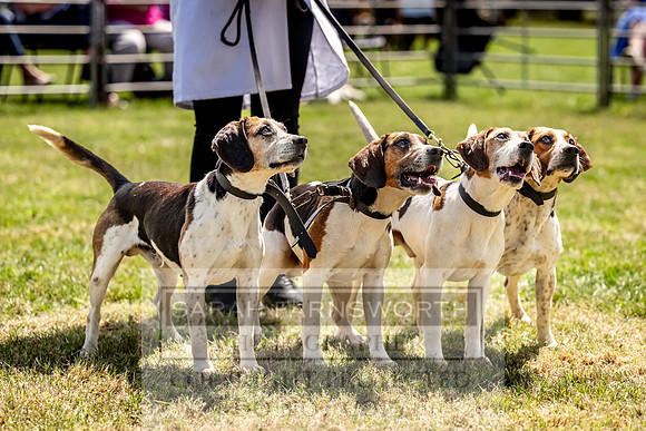 Builth Hound Show 2023-105