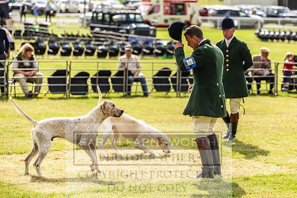 Builth Hound Show 2023-3