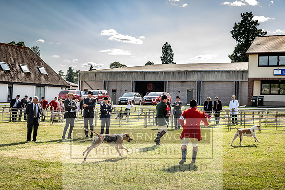 Builth Hound Show 2023-233