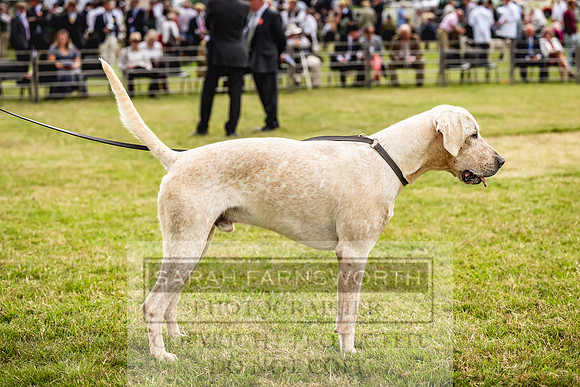Builth Hound Show 2023-46