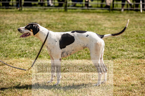 Builth Hound Show 2023-171