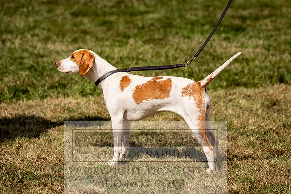 Builth Hound Show 2023-167