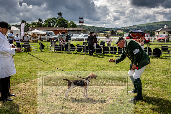 Builth Hound Show 2023-41