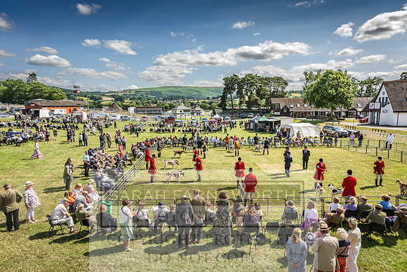 Builth Hound Show 2023-182