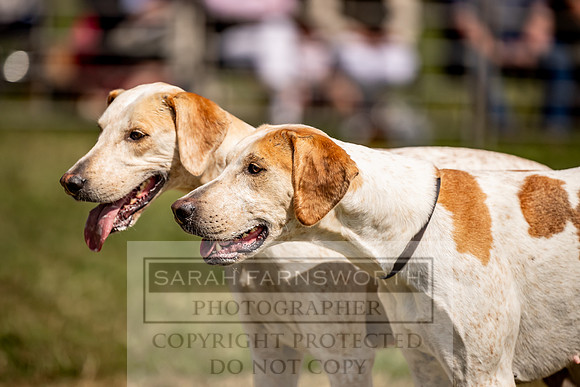 Builth Hound Show 2023-191