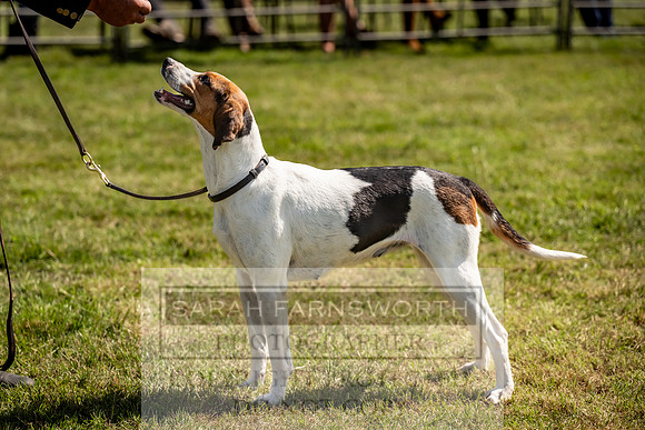 Builth Hound Show 2023-199