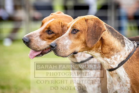 Builth Hound Show 2023-21