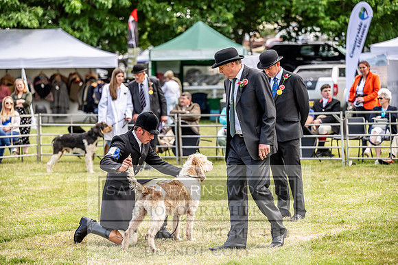 Builth Hound Show 2023-58