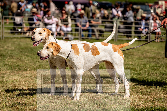 Builth Hound Show 2023-190
