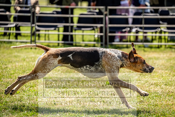 Builth Hound Show 2023-118